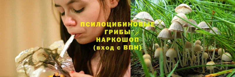 Псилоцибиновые грибы Psilocybine cubensis  Лабытнанги 